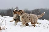 BERGER AUSTRALIEN PUPPIES 538